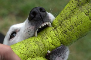 bite